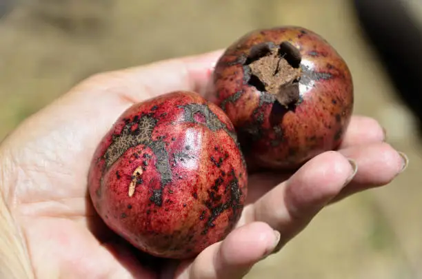Pomegranate Cultivation in Jaffna
